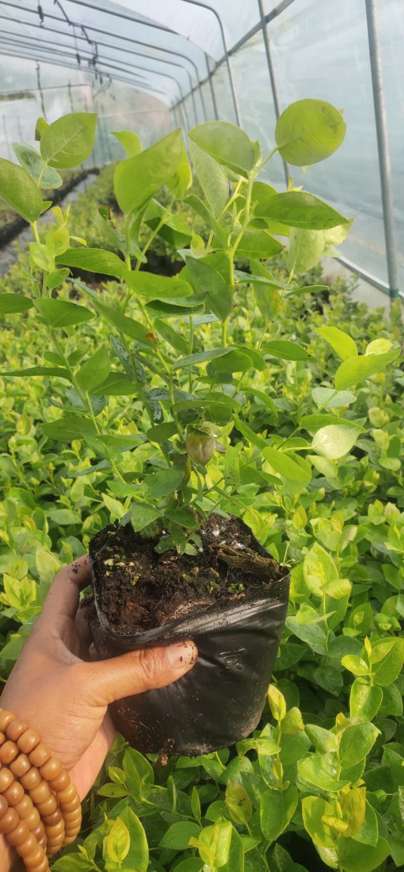 大果11蓝莓苗组培品种保真质量保证基地常年大量现货