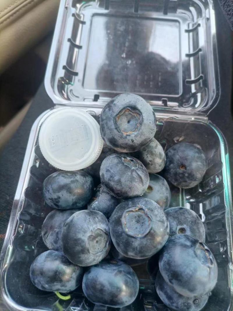 大果11蓝莓苗组培品种保真质量保证基地常年大量现货