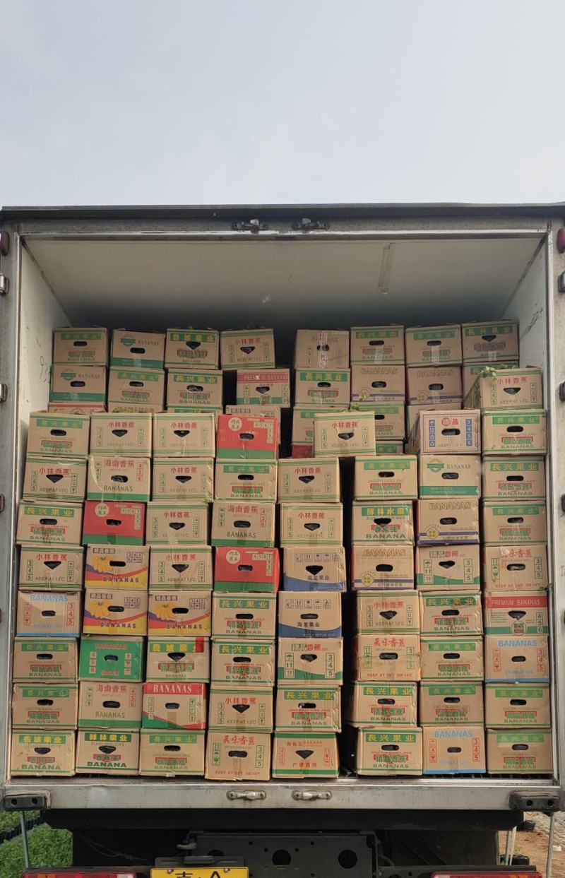 大果11蓝莓苗组培品种保真质量保证基地常年大量现货
