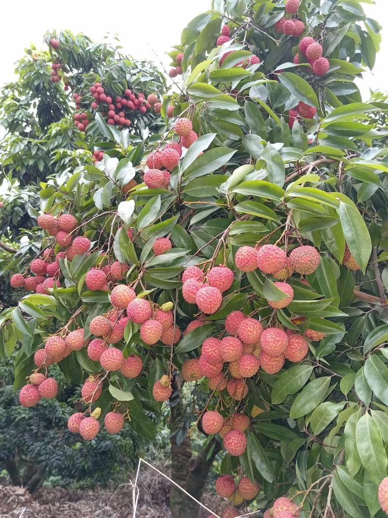 中国荔枝之乡广西灵山荔枝