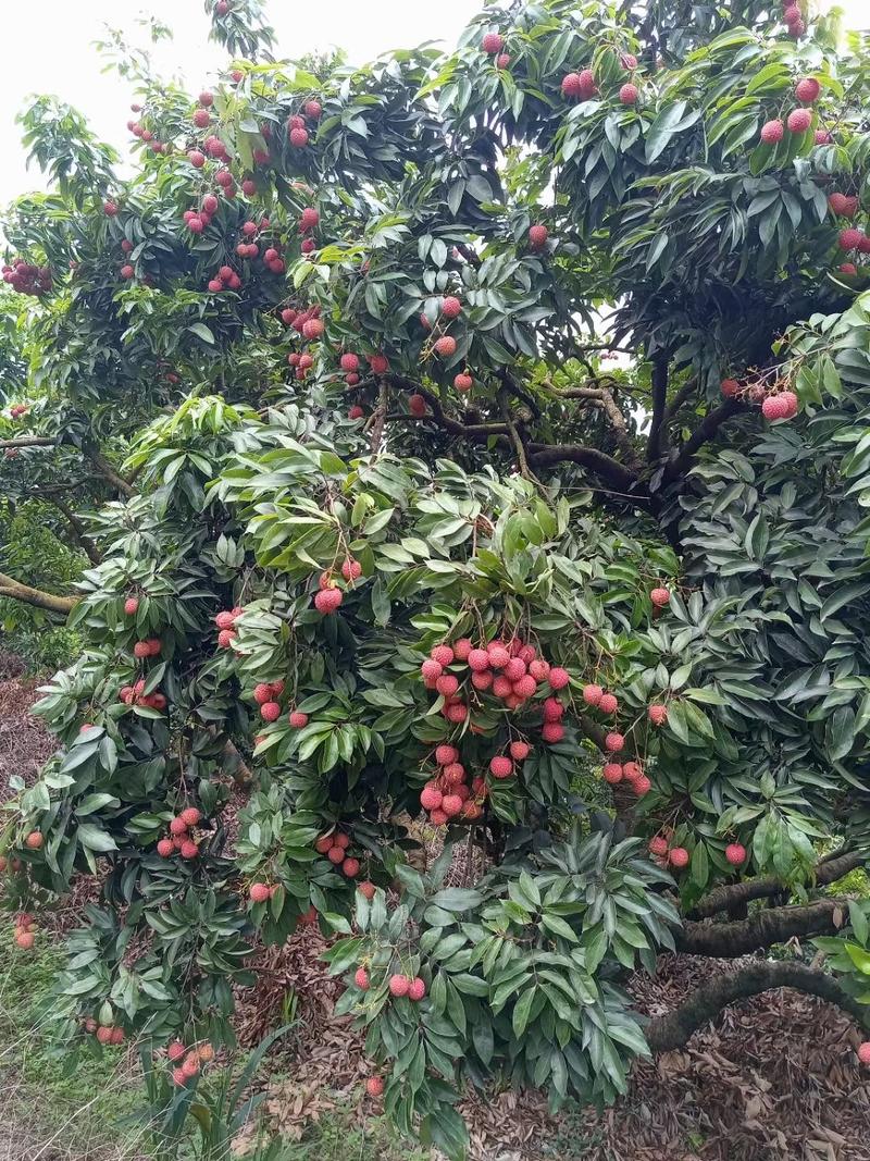 中国荔枝之乡广西灵山荔枝