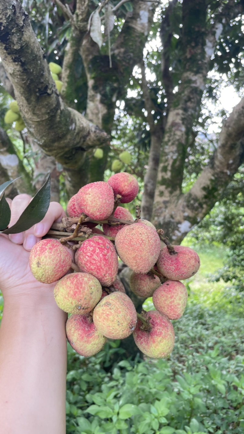 灵山三月红荔枝