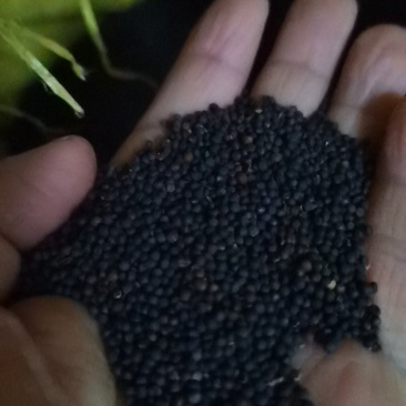 大量上市油菜籽