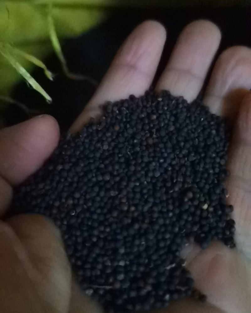 大量上市油菜籽