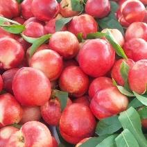 城固油桃已成熟上市品种多规格齐价格合适一条龙服务。
