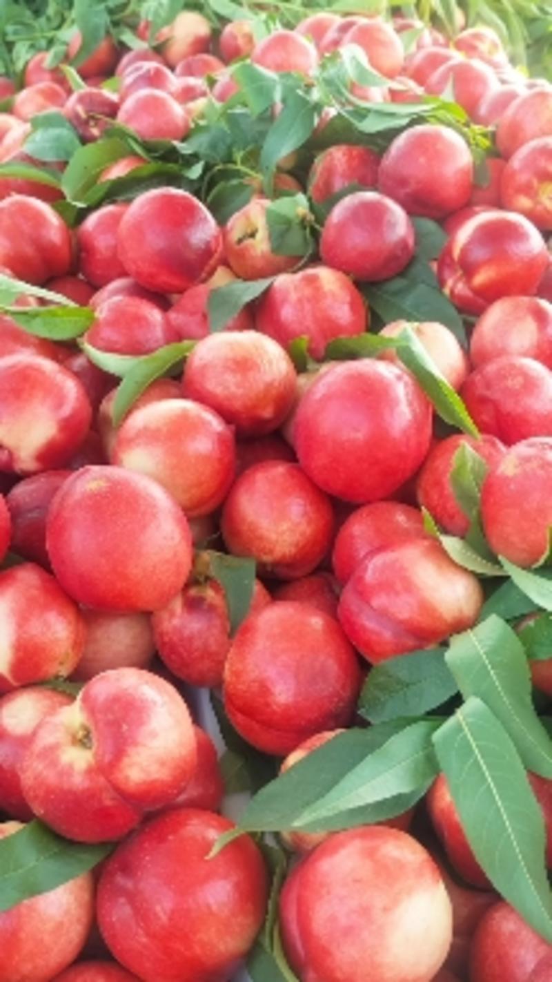 城固油桃已成熟上市品种多规格齐价格合适一条龙服务。