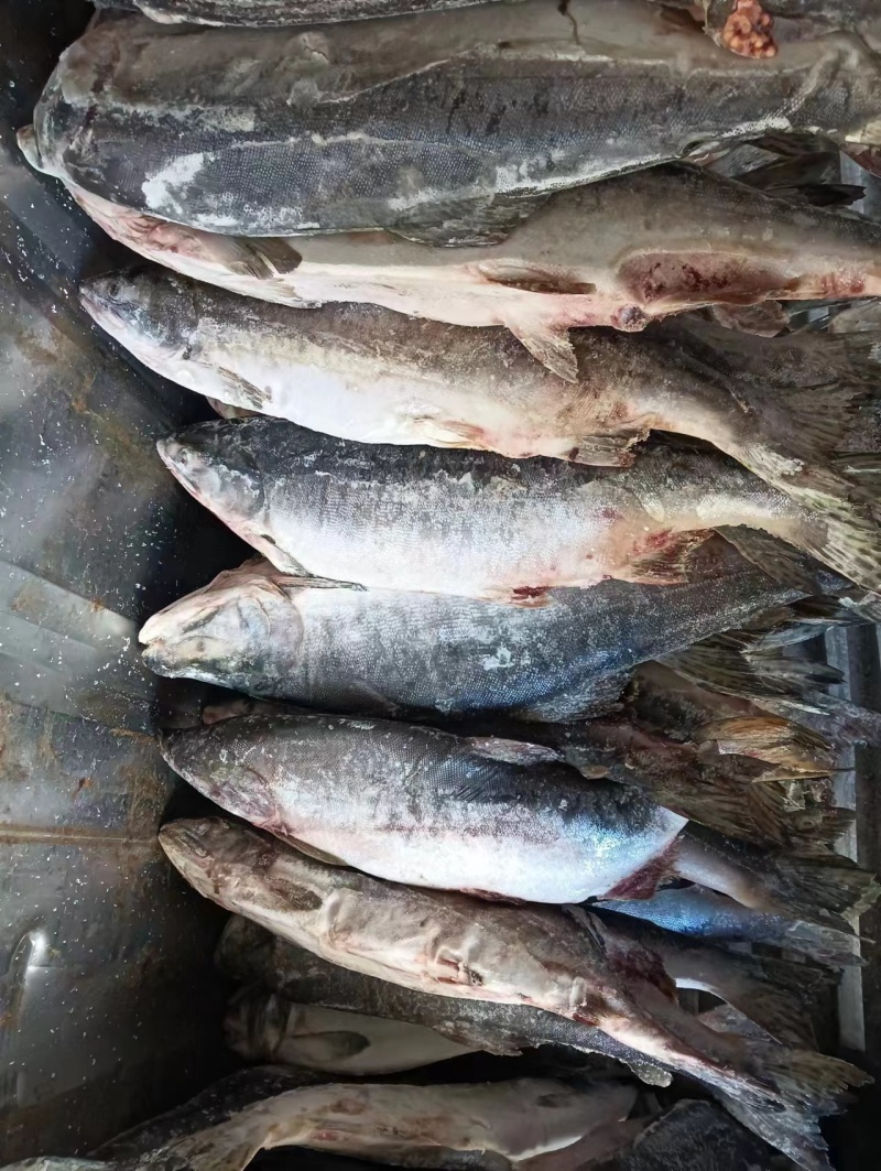 整条马哈鱼3~5斤。70%含籽，白磷红肉。