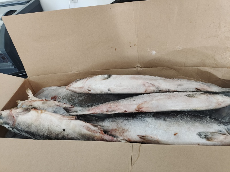 整条马哈鱼3~5斤。70%含籽，白磷红肉。