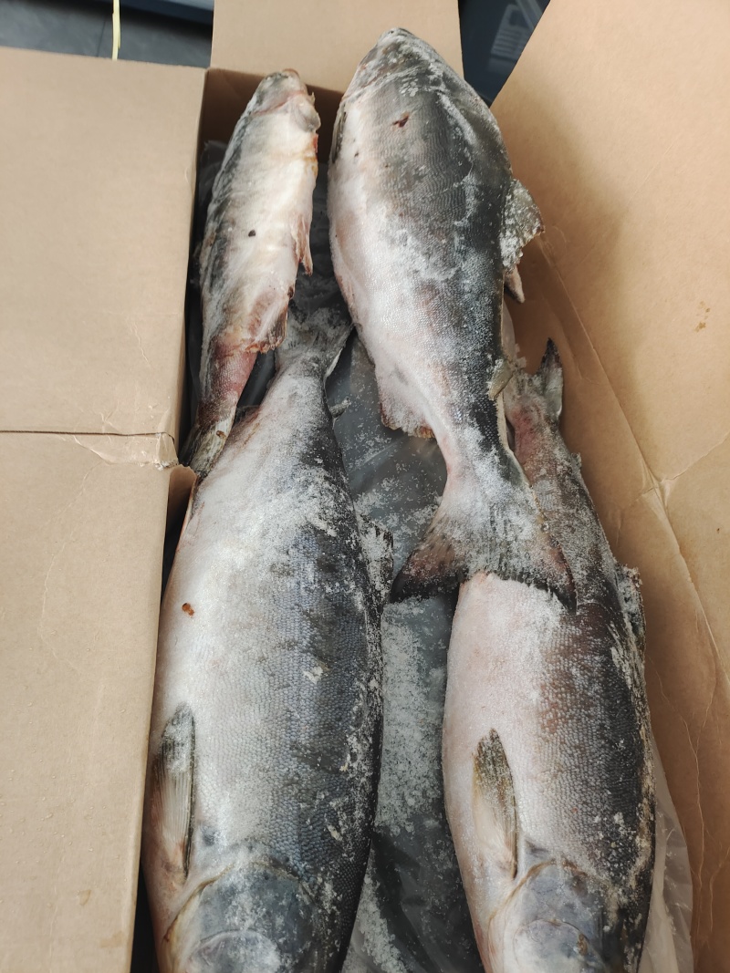 整条马哈鱼3~5斤。70%含籽，白磷红肉。