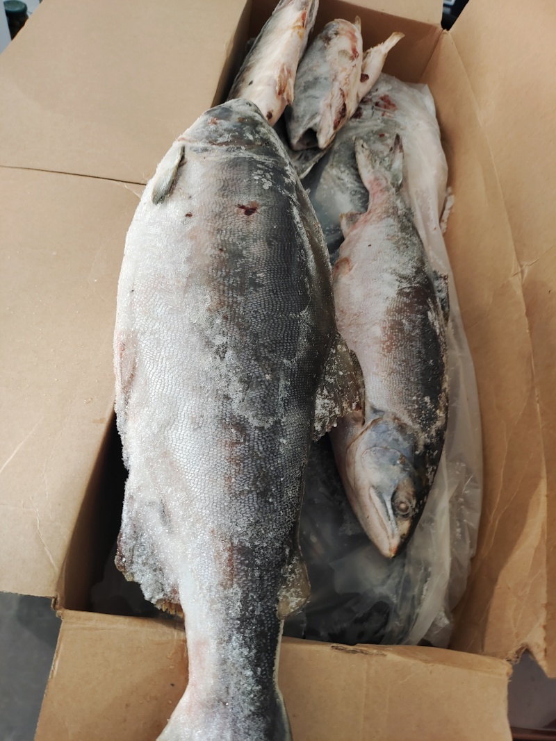 整条马哈鱼3~5斤。70%含籽，白磷红肉。