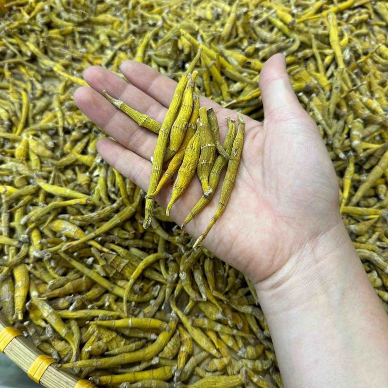 产地直达，野生虎牙石斛，支持视频看货