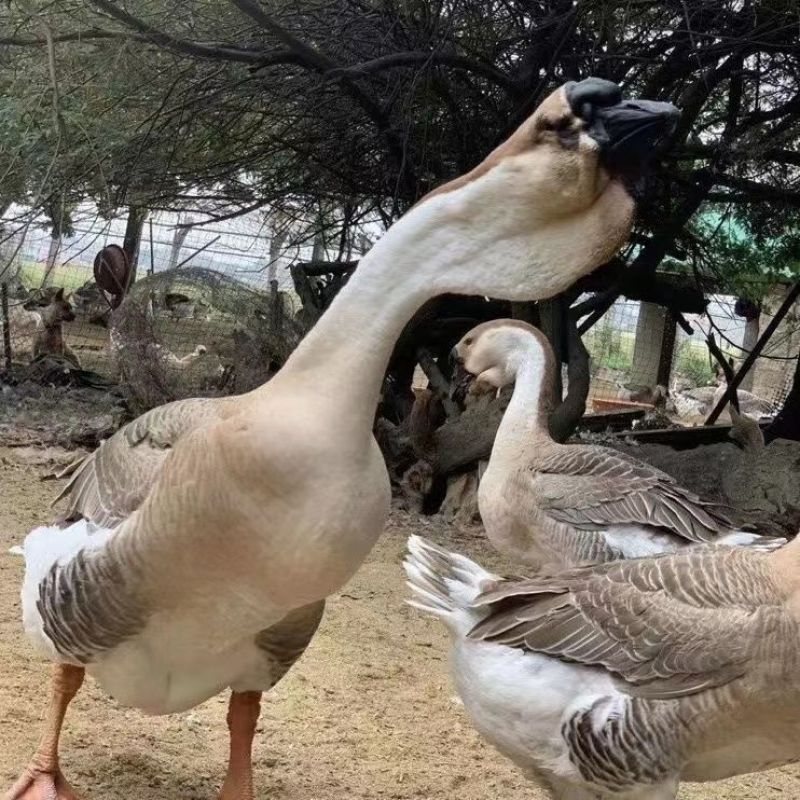 特大种灰狮头鹅，包成活包疫苗，包运输