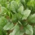 陕西菠菜