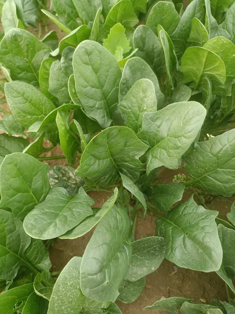 陕西菠菜