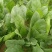 陕西菠菜