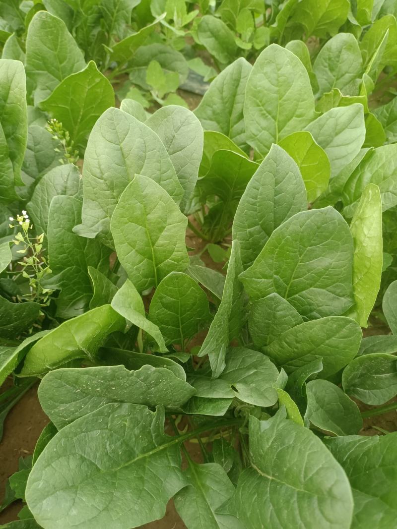 陕西菠菜