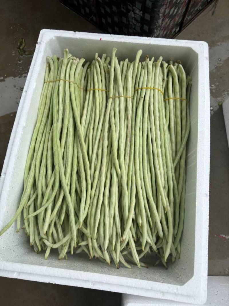 广西白豆角甜豆朱豆新鲜白豆角肉豆白豆角广东白豆