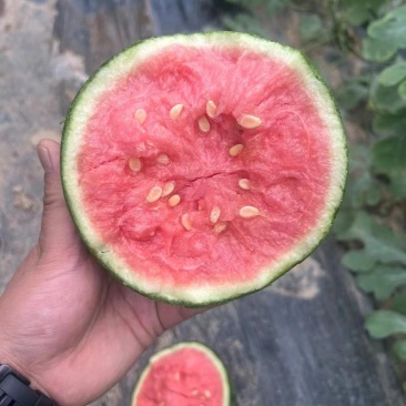 精品麒麟西瓜，大量上市L600无籽西瓜8424麒麟瓜