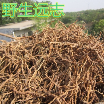 野生远志秦岭中药材精选无硫陕西山西远志肉远志