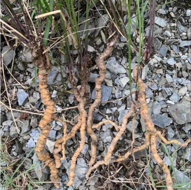 野生远志秦岭中药材精选无硫陕西山西远志肉远志