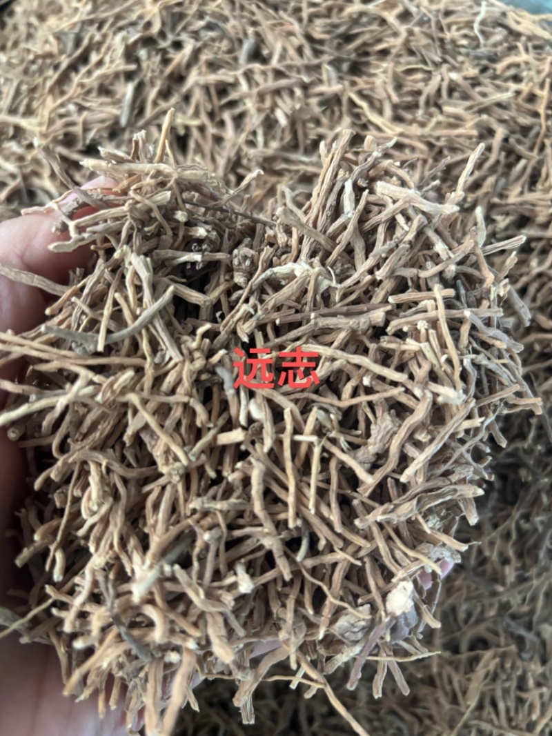 野生远志秦岭中药材精选无硫陕西山西远志肉远志