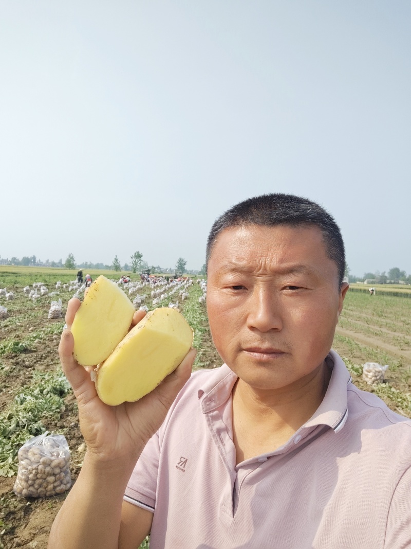 实验一号黄皮黄心产地直发量大从优
