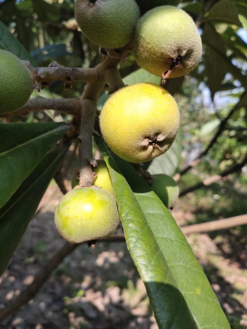 苏州东山白玉枇杷果园直销
