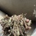 夏枯草另有夏枯球夏枯草实拍发货如图过筛
