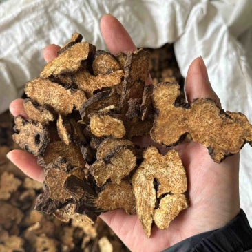 炒苍术气味浓实拍正品一份价格一分货朱砂点苍术现货