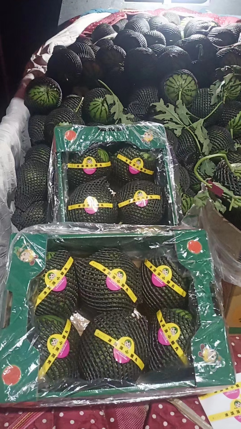 蒲城西瓜冰淇淋小糖丸西瓜产地直发货源充足欢迎致电