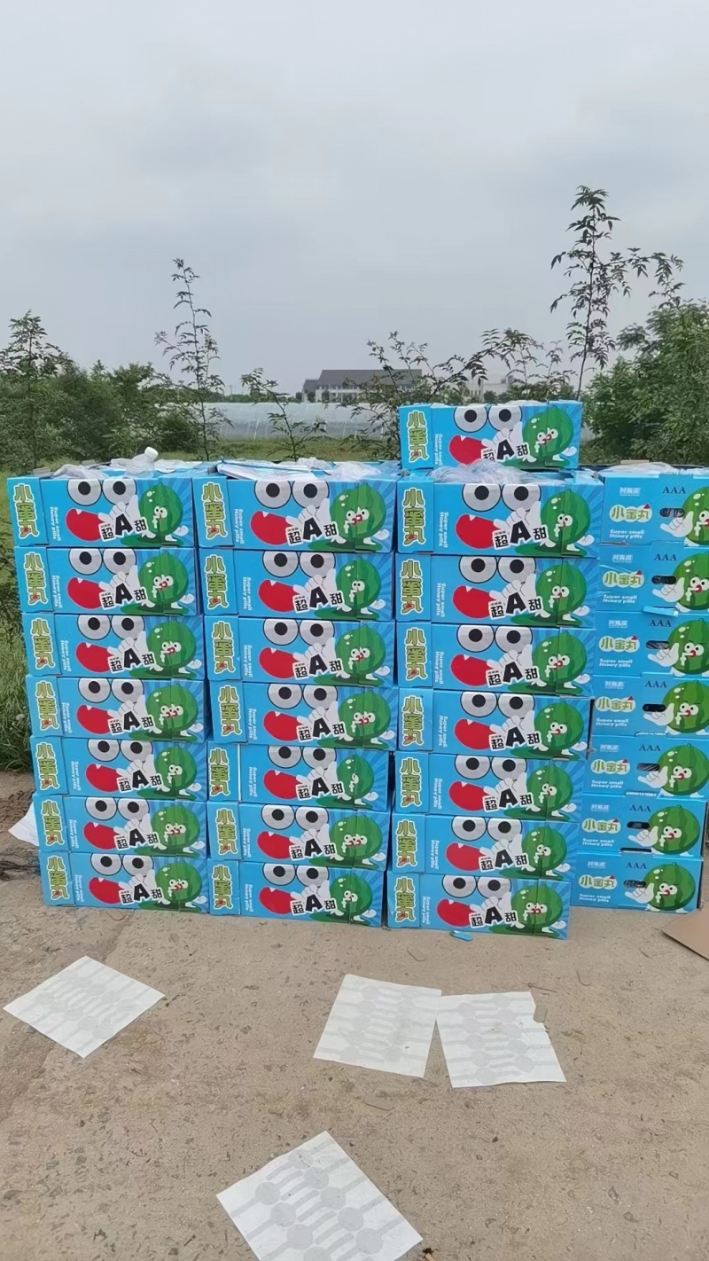 蒲城西瓜冰淇淋小糖丸西瓜产地直发货源充足欢迎致电