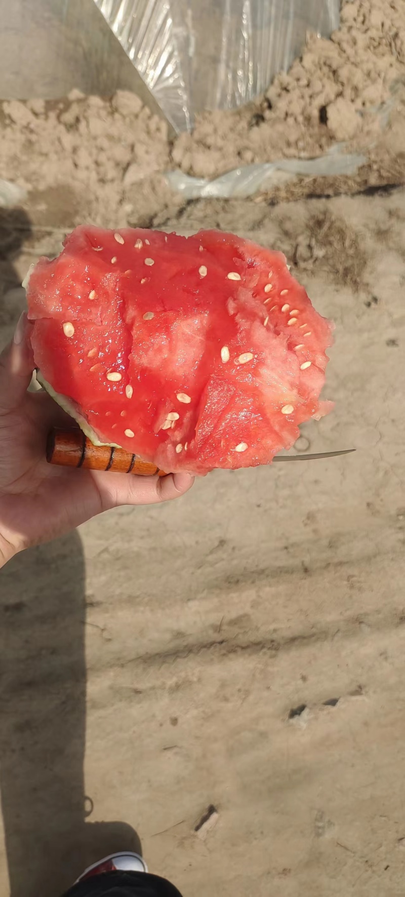 蒲城西瓜冰淇淋小糖丸西瓜产地直发货源充足欢迎致电