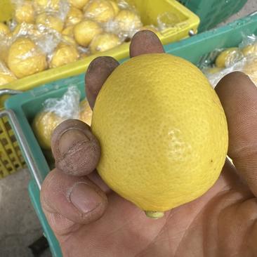 四川安岳柠檬