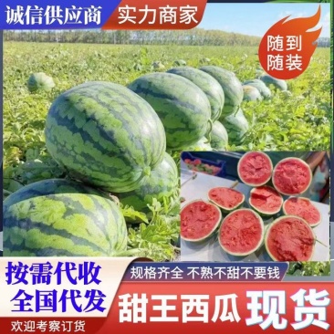 蒲城西瓜甜王西瓜货源充足全国代发对接批发商商超