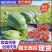 蒲城西瓜甜王西瓜货源充足全国代发对接批发商商超
