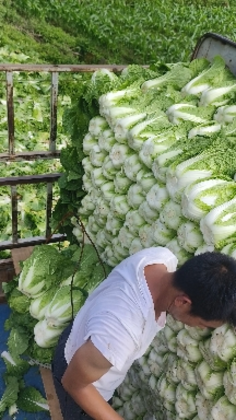 白菜生产大队
