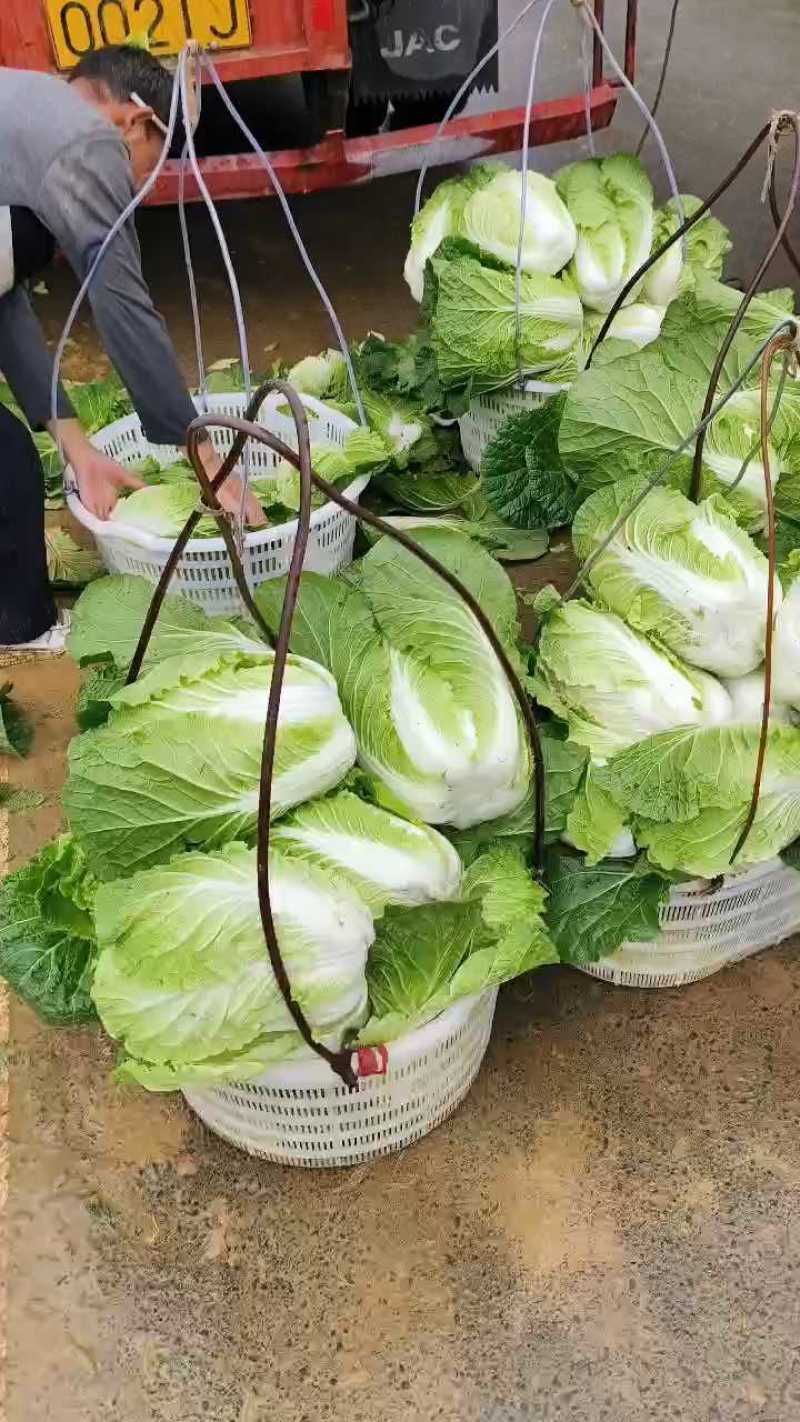 白菜生产大队