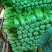 白菜生产大队