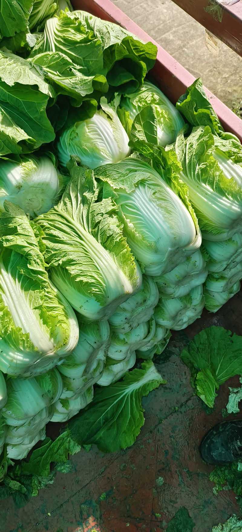 白菜生产大队