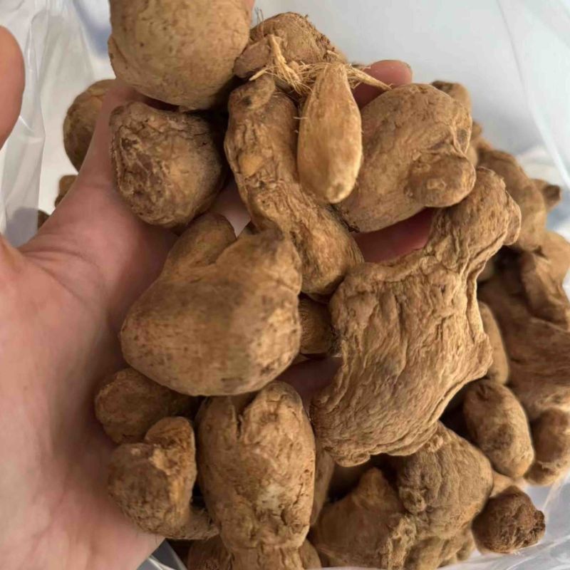 炮姜实物拍摄味道浓实物拍摄炮老姜云南非次品