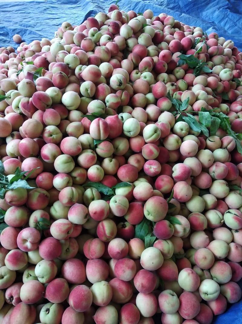 广西桂林产地春美蜜桃大量上市，欢迎对接