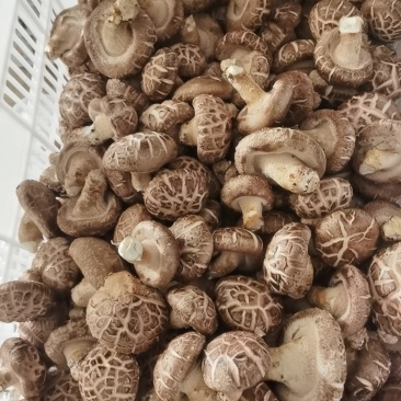 山西高原高品质香菇品质优可视频看货欢迎咨询