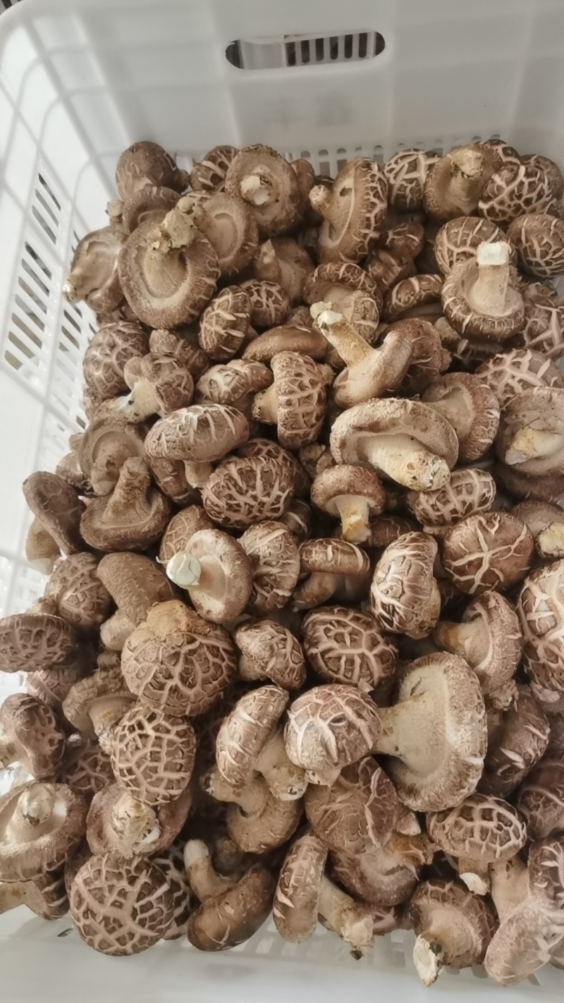 山西高原高品质香菇品质优可视频看货欢迎咨询