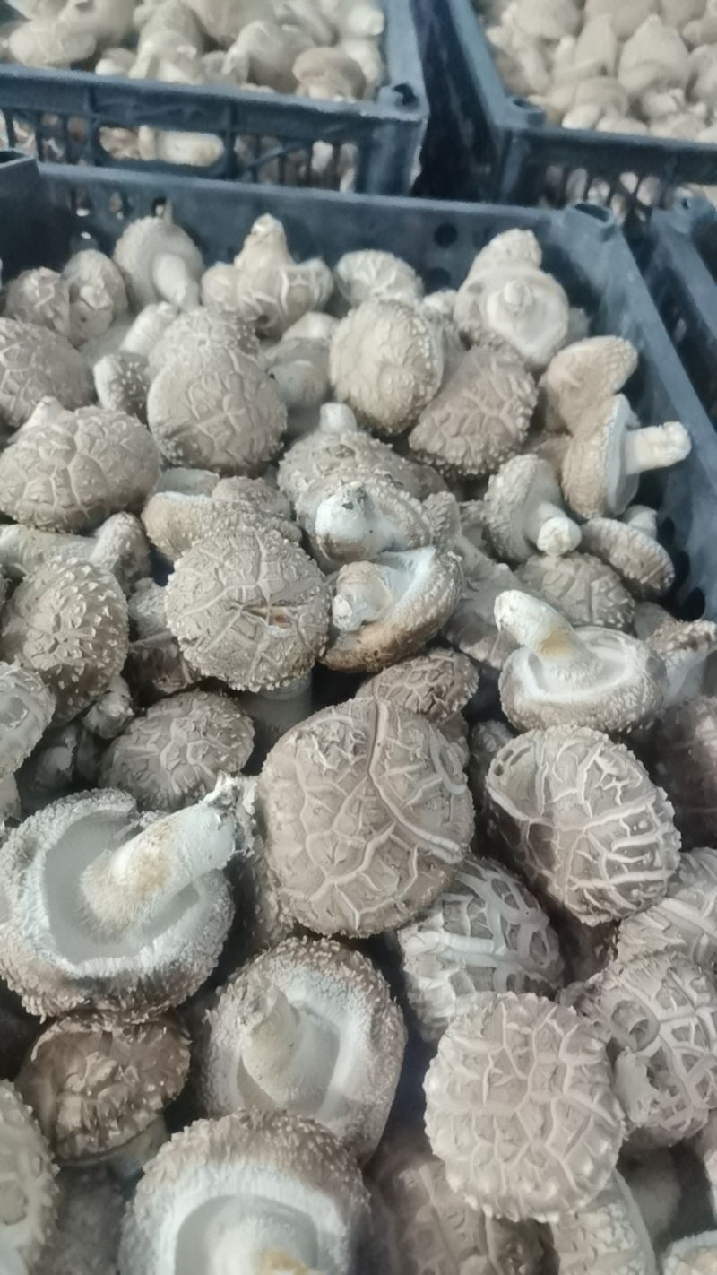 山西高原高品质香菇品质优可视频看货欢迎咨询