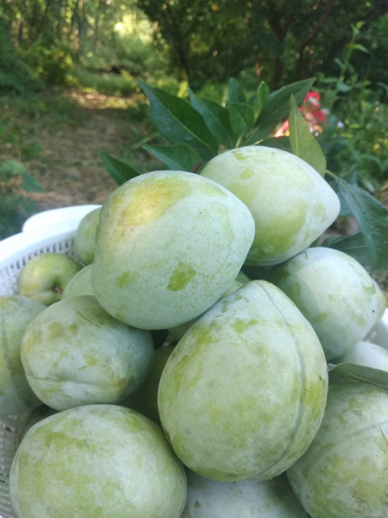 广西桂林产地直发青皮奈李大量上市，欢迎对接