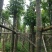 秋枫树12～15公分基地直销规格齐全欢迎老板来电咨询