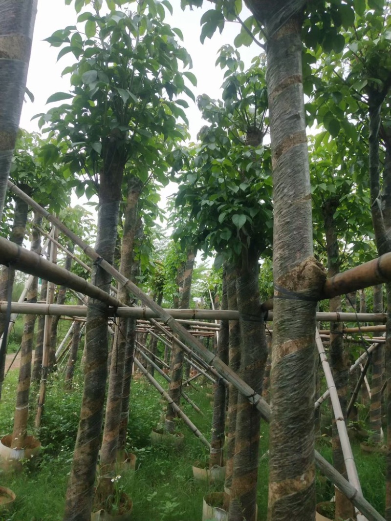 秋枫树12～15公分基地直销规格齐全欢迎老板来电咨询