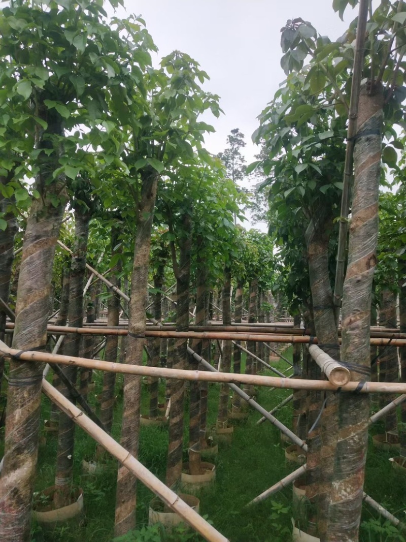 秋枫树12～15公分基地直销规格齐全欢迎老板来电咨询
