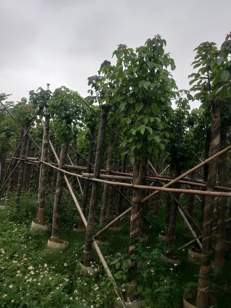 秋枫树12～15公分基地直销规格齐全欢迎老板来电咨询
