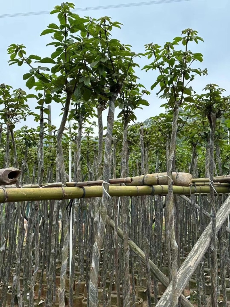 黄花风铃木3～6公分基地直销规格齐全欢迎老板来电咨询
